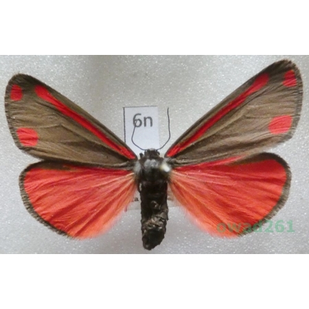 Tyria jacobaeae (Linnaeus, 1758) Czech6n